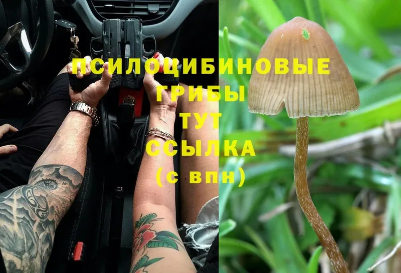 Галлюциногенные грибы Cubensis  OMG ссылка  Люберцы 